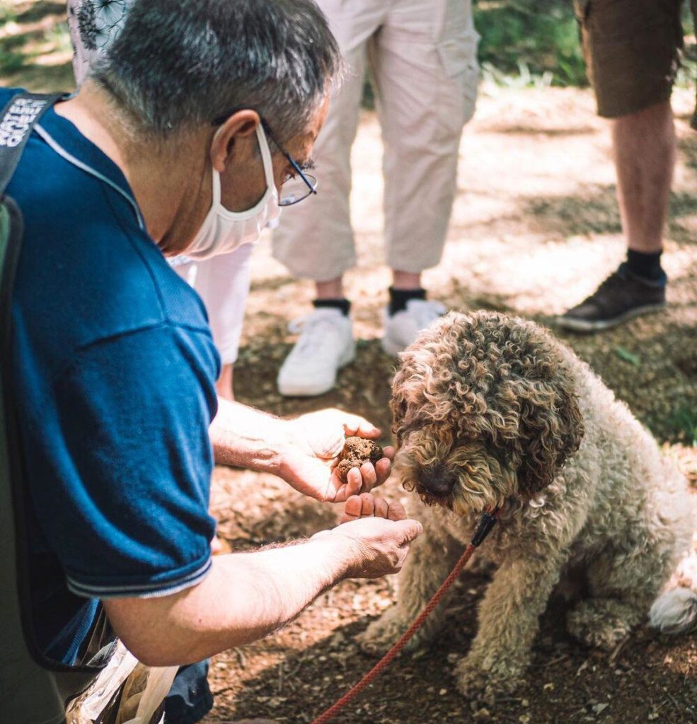 Cavage & tasting of Burgundy truffles