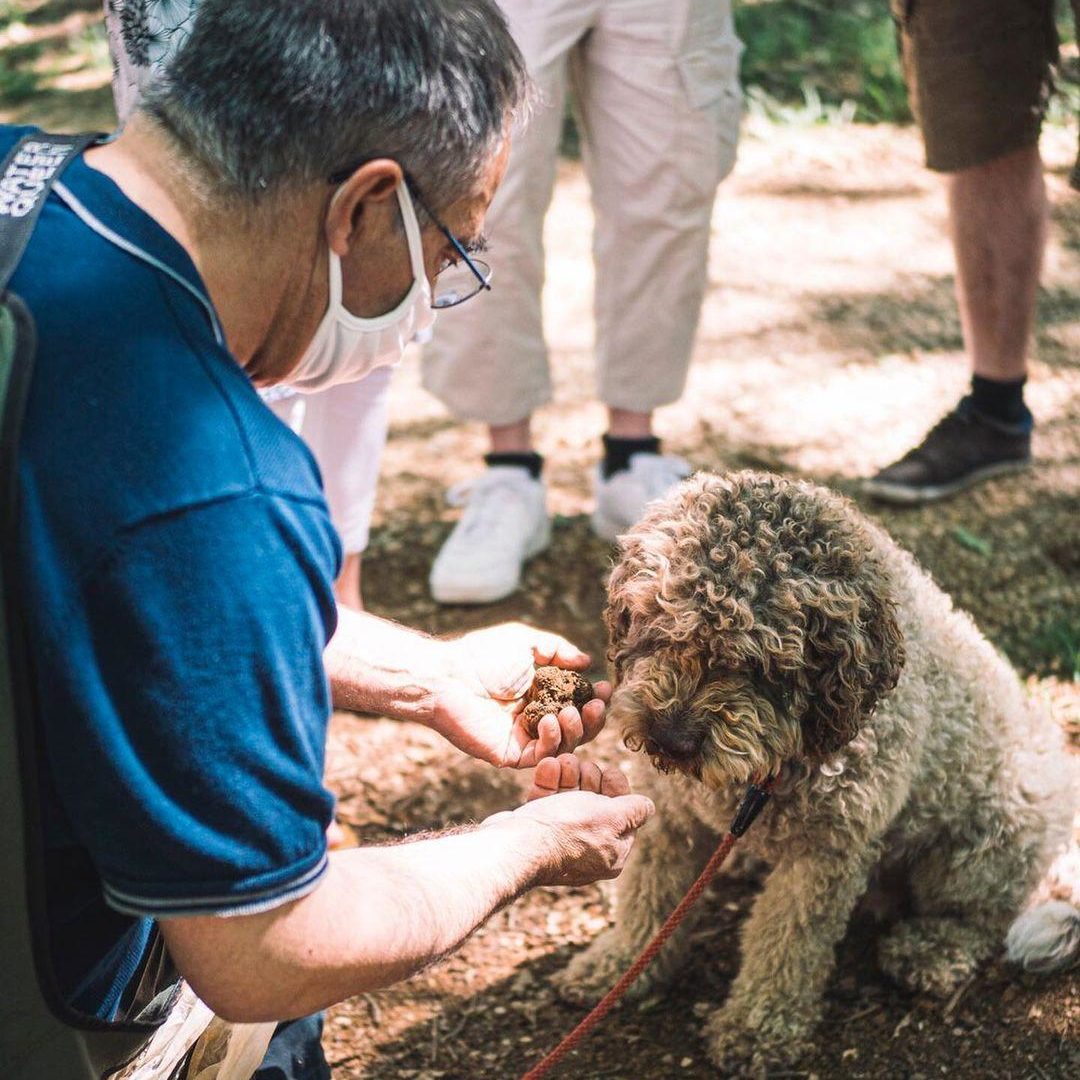 Cavage & tasting of Burgundy truffles